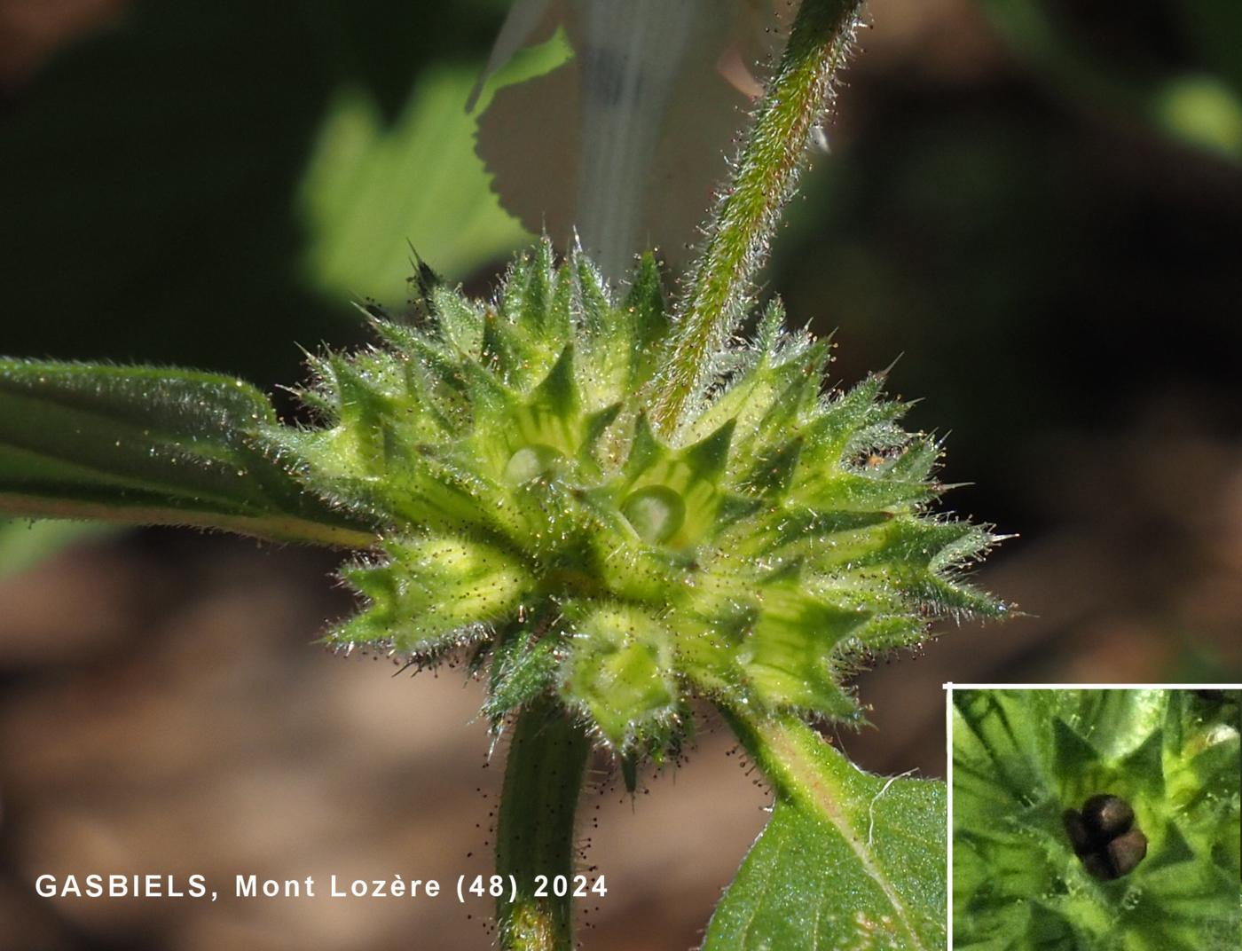 Hemp-Nettle, Yellow fruit